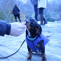 NYC // Dog-Friendly Guide to New York City